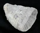 Fossil Horn Coral (Placosmilia) - Cretaceous #25596-1